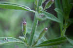 Drummond's false pennyroyal